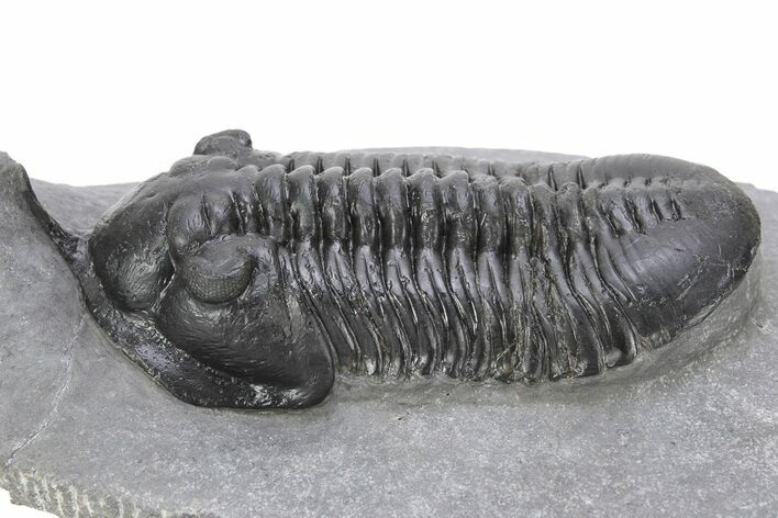 Morocconites Trilobite Fossil - Ofaten, Morocco #240488